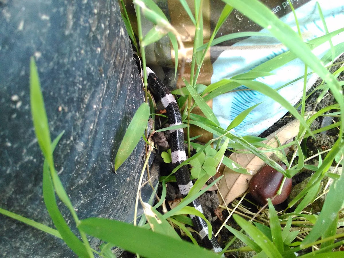 Malayan krait