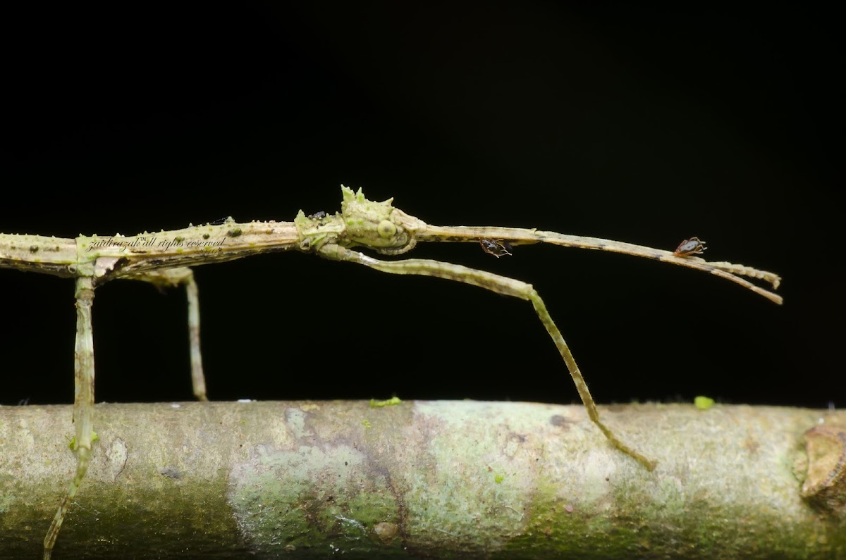 stick insect