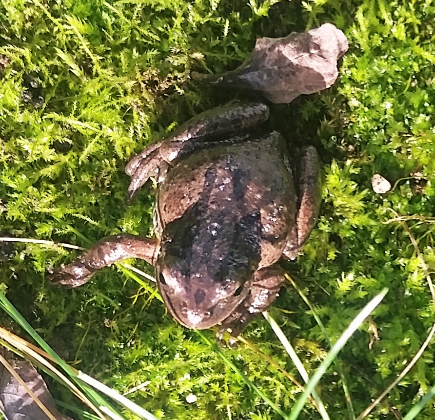 Western chorus frog