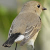 Red-throated flycatcher (গল-ৰঙা নাচনী)