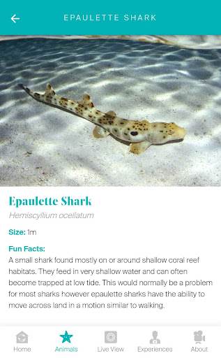 Living Reef - Daydream Island