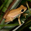 Dorsal-striped Opposite-fingered Treefrog