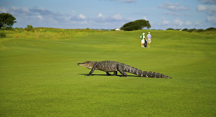 Alligator on golf course