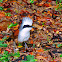 White-crested Laughing thrush