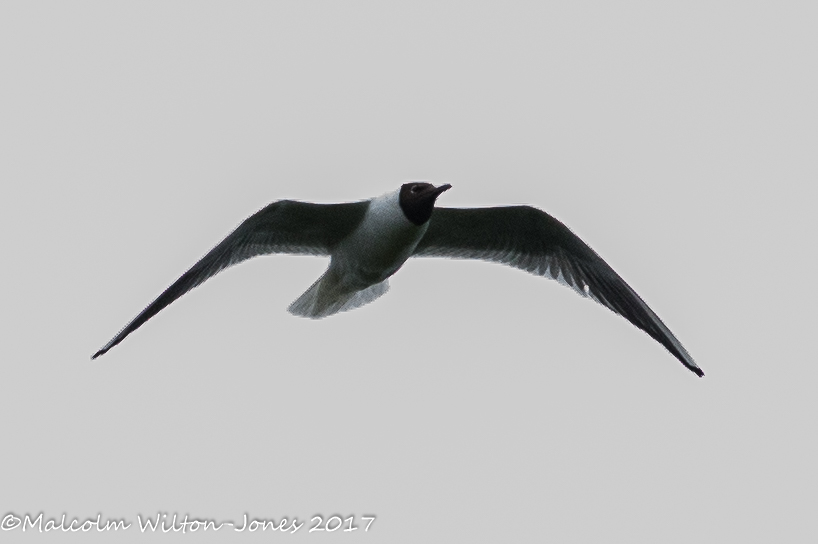 Black-headed Gull