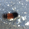 Banded woolly bear