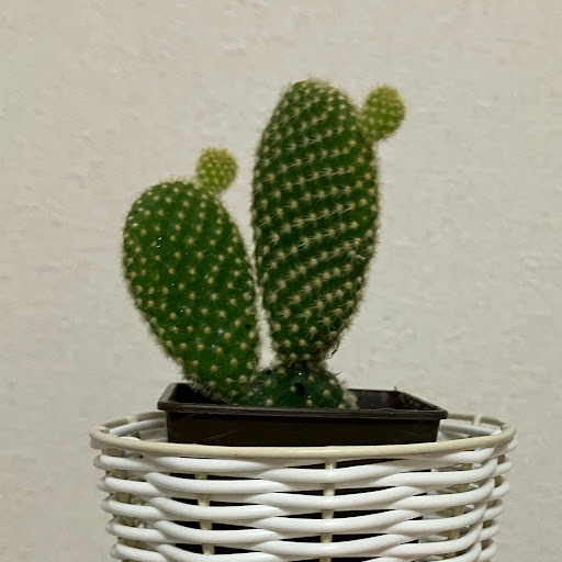 さぼてん🌵🌵