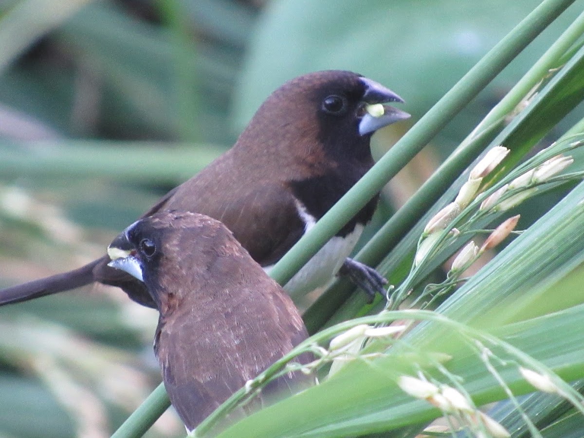 Javan Munia