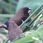 Javan Munia