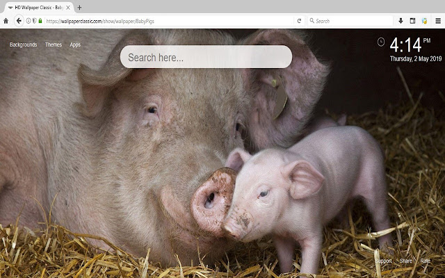 Baby Pigs HD Wallpapers New Tab