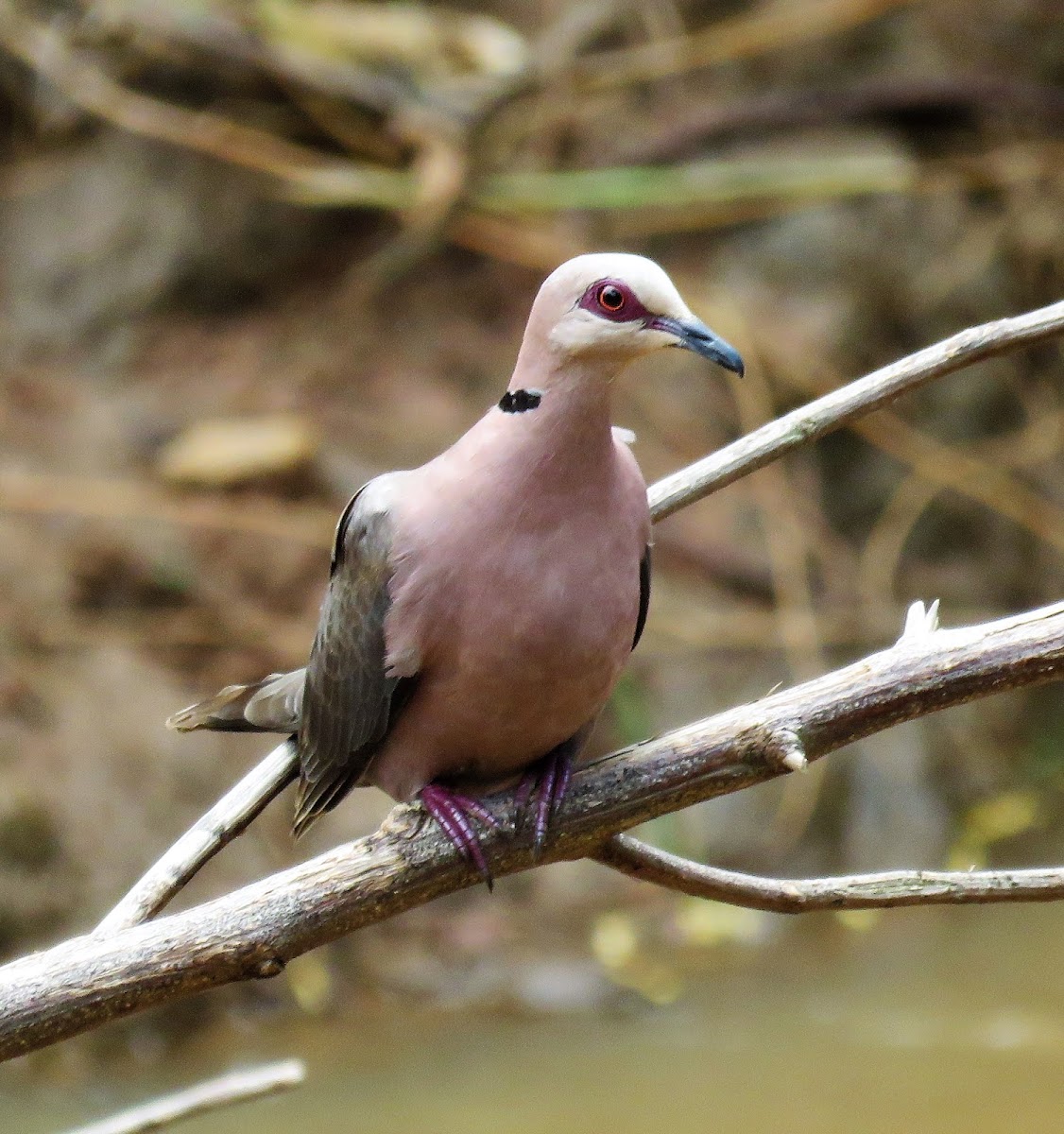 Red-eyed Dove