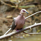 Red-eyed Dove