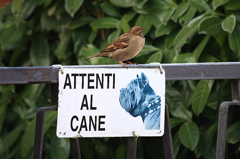 attenti al cane di alber52