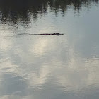 American Alligator