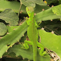 iguana