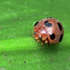 Lady Beetle