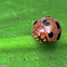 Lady Beetle