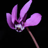 False Iberian cyclamen