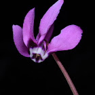 False Iberian cyclamen