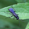 blue mud dauber wasp?