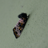 Spanish moth