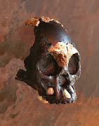 A replica of the tiny skull found on a ledge in the Rising Star cave system.