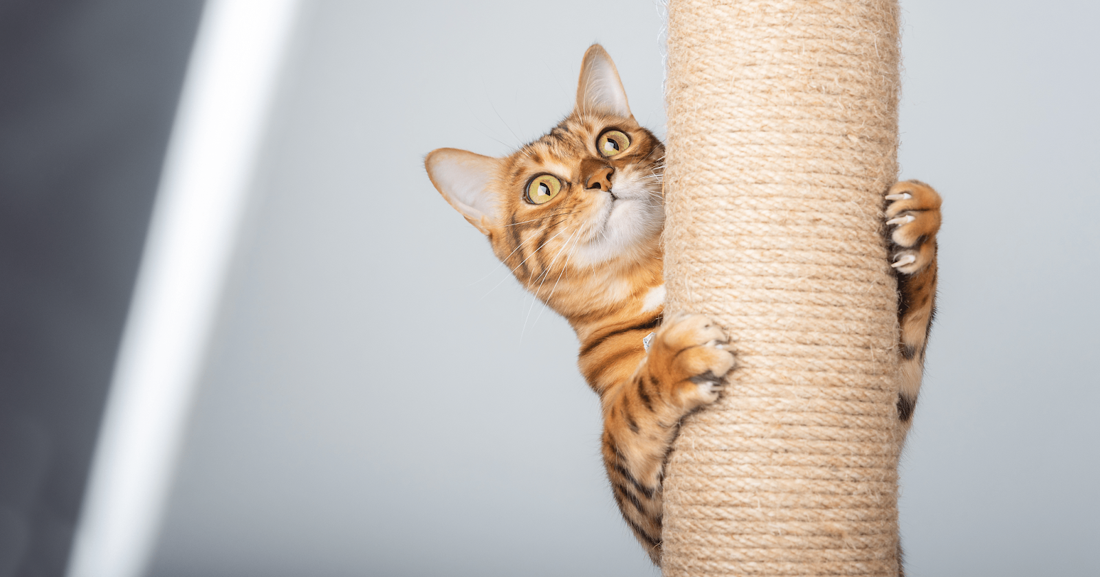 Cat standing with paws on scratching post