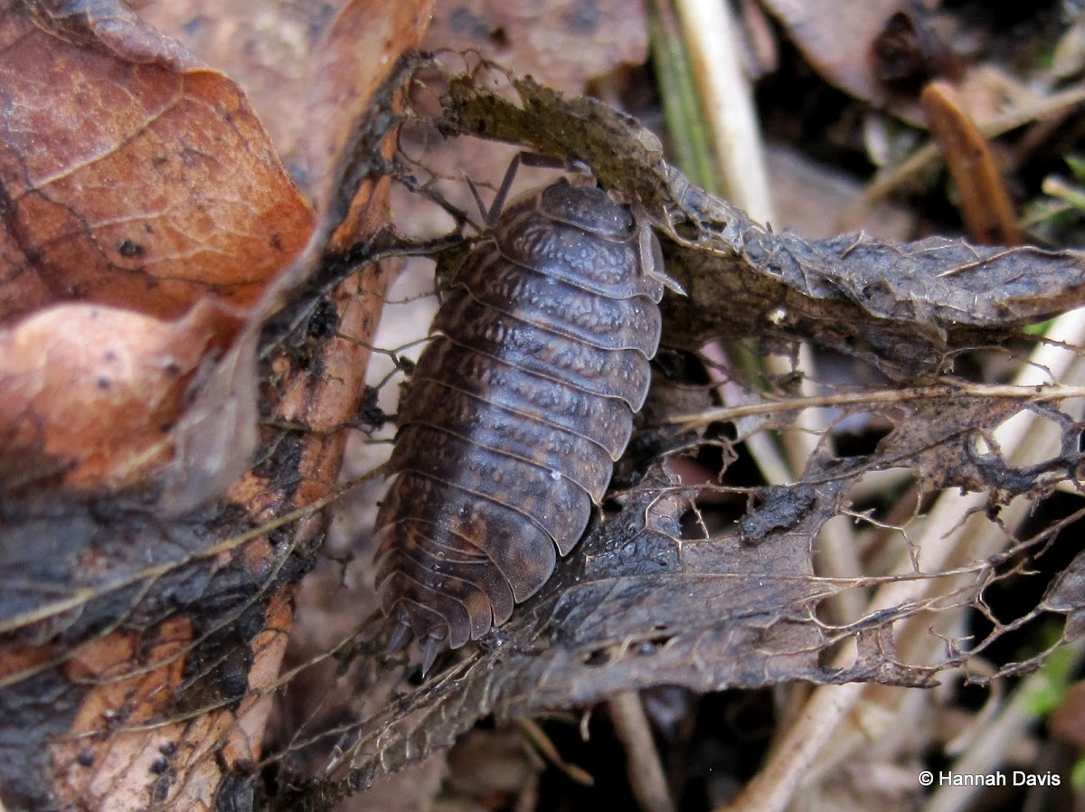 Woodlouse