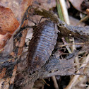 Woodlouse