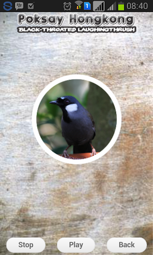 Black Throated Laughingthrush