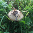 Mushroom