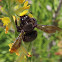 Carpenter bee, Abeja carpintera