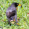 Javan Myna