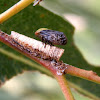 Tube Spittlebug