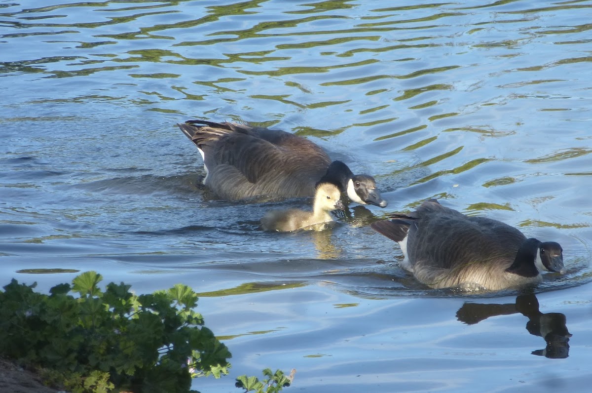 Canada geese