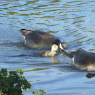 Canada geese