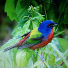 Painted Bunting