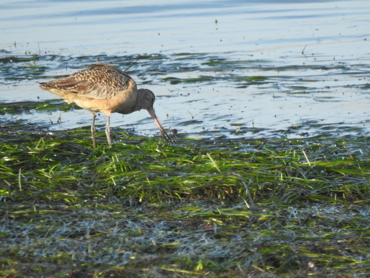 marble godwit