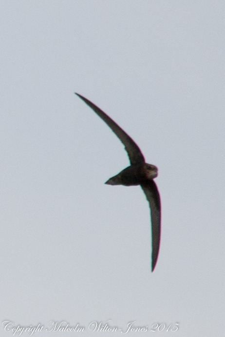 Pallid Swift; Vencejo Pálido