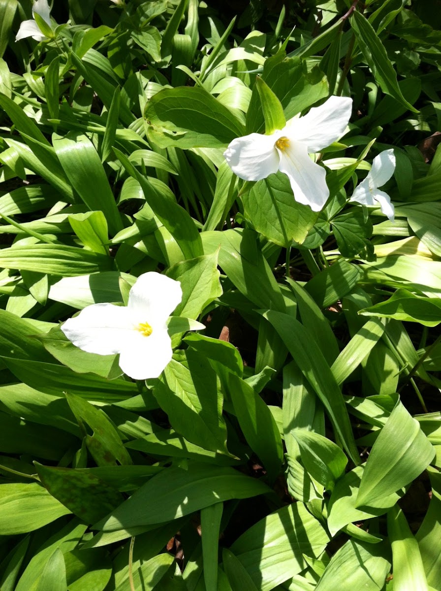 White Trillium