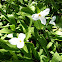 White Trillium