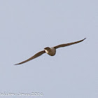 Kestrel; Cernícalo Real