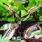 Vaporer Moth caterpillar