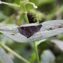 Violet-patched skipper