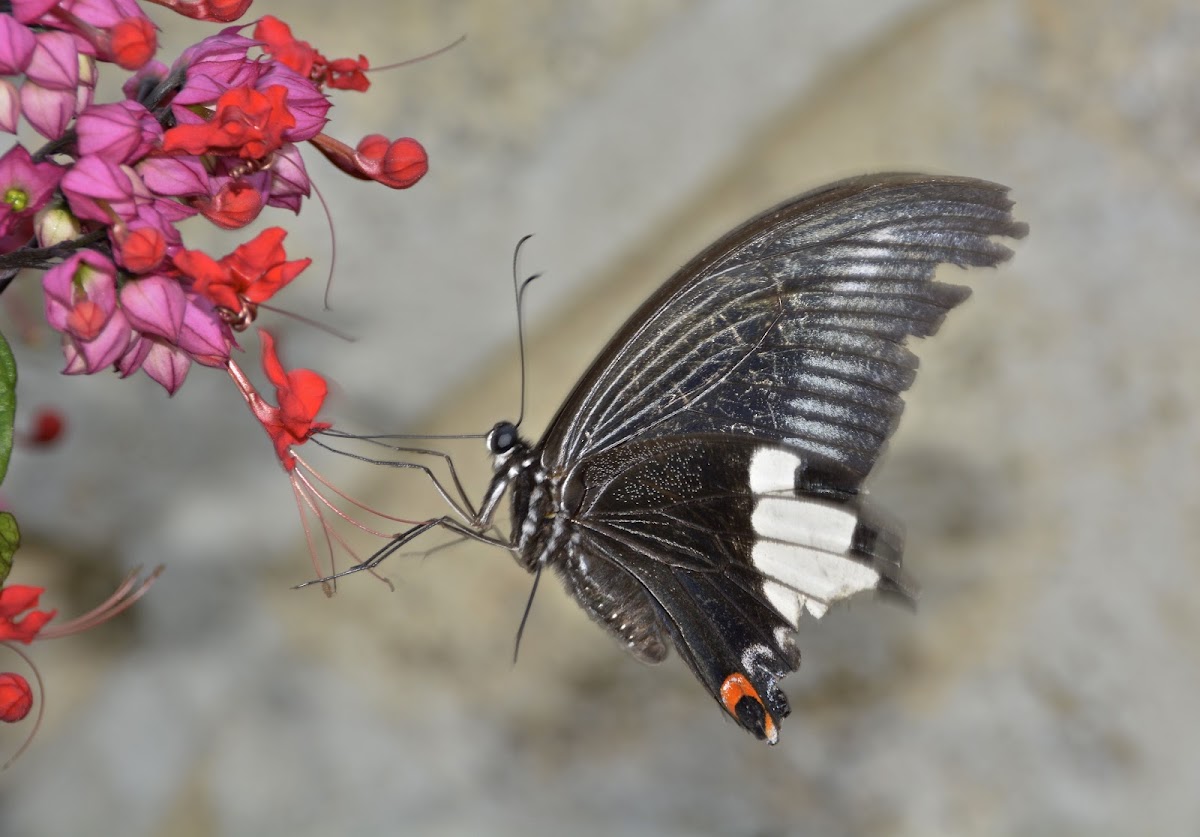 Butterfly - Male