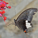 Butterfly - Male