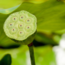 Lotus fruit