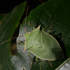 Green Stink Bug