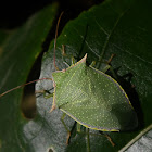 Green Stink Bug