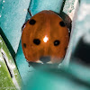 7-spot Ladybird